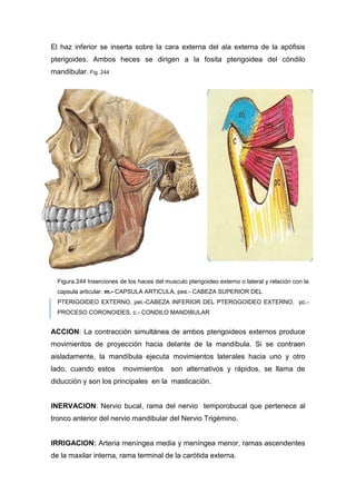 El haz inferior se inserta sobre la cara externa del ala externa de la apófisis
pterigoides. Ambos heces se dirigen a la fosita pterigoidea del cóndilo
mandibular. Fig. 244
ACCION: La contracción simultánea de ambos pterigoideos externos produce
movimientos de proyección hacia delante de la mandíbula. Si se contraen
aisladamente, la mandíbula ejecuta movimientos laterales hacia uno y otro
lado, cuando estos movimientos son alternativos y rápidos, se llama de
diducción y son los principales en la masticación.
INERVACION: Nervio bucal, rama del nervio temporobucal que pertenece al
tronco anterior del nervio mandibular del Nervio Trigémino.
IRRIGACION: Arteria meníngea media y meníngea menor, ramas ascendentes
de la maxilar interna, rama terminal de la carótida externa.
Figura.244 Inserciones de los haces del musculo pterigoideo externo o lateral y relación con la
capsula articular. m.- CAPSULA ARTICULA, pes.- CABEZA SUPERIOR DEL
PTERIGOIDEO EXTERNO, pei.-CABEZA INFERIOR DEL PTEROGOIDEO EXTERNO, pc.-
PROCESO CORONOIDES, c.- CONDILO MANDIBULAR
 