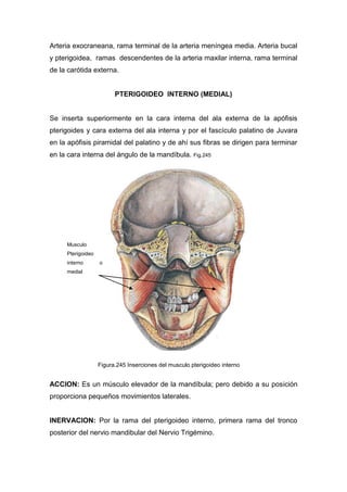 Arteria exocraneana, rama terminal de la arteria meníngea media. Arteria bucal
y pterigoidea, ramas descendentes de la arteria maxilar interna, rama terminal
de la carótida externa.
PTERIGOIDEO INTERNO (MEDIAL)
Se inserta superiormente en la cara interna del ala externa de la apófisis
pterigoides y cara externa del ala interna y por el fascículo palatino de Juvara
en la apófisis piramidal del palatino y de ahí sus fibras se dirigen para terminar
en la cara interna del ángulo de la mandíbula. Fig.245
ACCION: Es un músculo elevador de la mandíbula; pero debido a su posición
proporciona pequeños movimientos laterales.
INERVACION: Por la rama del pterigoideo interno, primera rama del tronco
posterior del nervio mandibular del Nervio Trigémino.
Figura.245 Inserciones del musculo pterigoideo interno
Musculo
Pterigoideo
interno o
medial
 