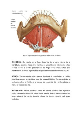 INSERCION: Se inserta en la fosa digastrica de la cara interna de la
mandíbula,, se dirige hacia atrás y arriba, se une al tendón intermedio, este a
su vez se une al vientre posterior que se dirige hacia arriba y atrás para
insertarse en la ranura digastrica de la apófisis mastoides del temporal. Fig.247
ACCION: Vientre anterior: al contraerse desciende la mandíbula y el hioides
esta fijo y cuando la mandíbula esta fija, eleva al hioides. Vientre posterior: al
contraerse eleva el hioides y la cabeza se encuentra fija y si la cabeza se
inclina el hioides está fijo.
INERVACION: Vientre posterior: ramo del vientre posterior del digástrico,
cuarta rama extrapetrosa del nervio facial. Vientre anterior: nervio milohioideo,
rama colateral del nervio dentario inferior del tronco posterior del nervio
trigémino.
Figura.246 Vientre anterior y posterior del musculo digastrico.
Vientre anterior del
musculo digastrico
Vientre
posterior
del
musculo
digastrico
 