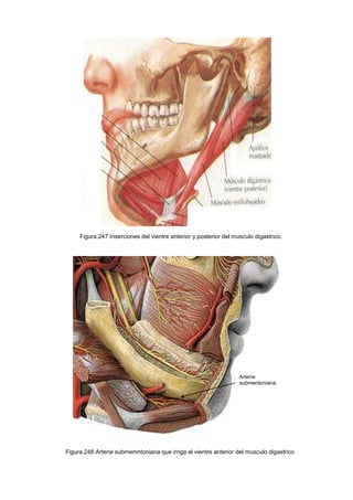 Figura.247 Inserciones del vientre anterior y posterior del musculo digastrico.
Arteria
submentoniana
Figura.248 Arteria submemntoniana que irriga el vientre anterior del musculo digastrico
 