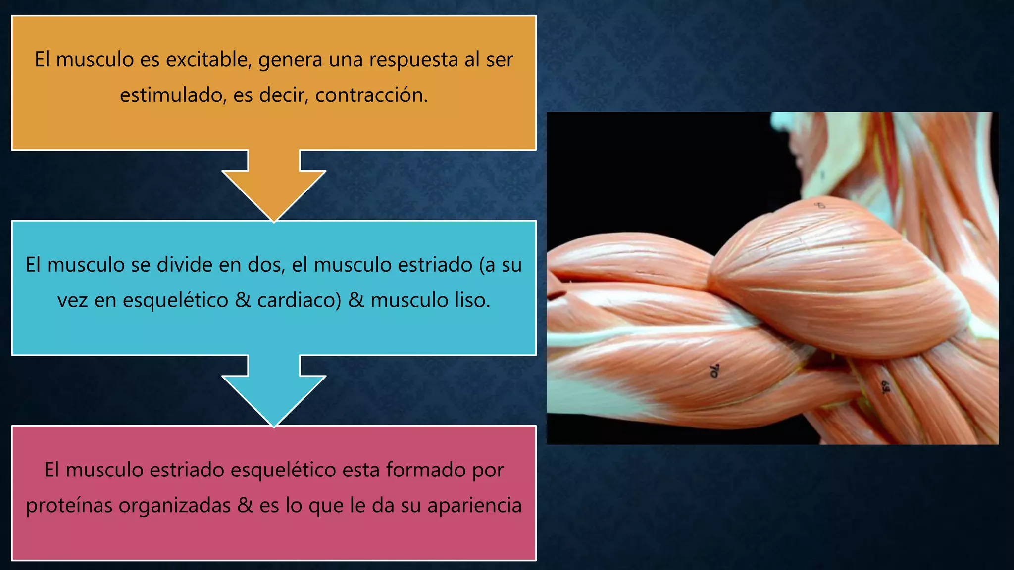 Musulo Bisel Musculo & mecanismos de excitacion | PPTX