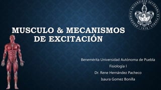MUSCULO & MECANISMOS
DE EXCITACIÓN
Benemérita Universidad Autónoma de Puebla
Fisiología l
Dr. Rene Hernández Pacheco
Isaura Gomez Bonilla
 