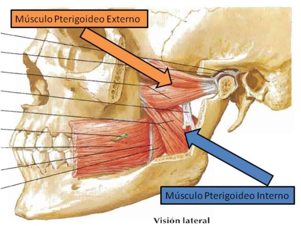 Musculos Pterigoideos Medial Y Lateral Inetrno Y Externo 