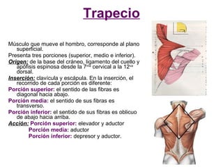 Trapecio

Músculo que mueve el hombro, corresponde al plano
   superficial.
Presenta tres porciones (superior, medio e inferior).
Origen: de la base del cráneo, ligamento del cuello y
   apófisis espinosa desde la 7ma cervical a la 12va
   dorsal.
Inserción: clavícula y escápula. En la inserción, el
   recorrido de cada porción es diferente:
Porción superior: el sentido de las fibras es
   diagonal hacia abajo.
Porción media: el sentido de sus fibras es
   transverso.
Porción inferior: el sentido de sus fibras es oblicuo
   de abajo hacia arriba.
Acción: Porción superior: elevador y aductor
        Porción media: aductor
        Porción inferior: depresor y aductor.
 