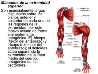 Músculos de la extremidad superior   Son esencialmente largos dispuestos sobre los planos anterior y posterior de cada una de las regiones de la extremidad; por este motivo actúan de forma eminentemente antagónica. Ej. bíceps (flexor del antebrazo) y tríceps (extensor del antebrazo); el deltoides actúa separando la extremidad de la línea media del cuerpo, antagónico de los pectorales. 