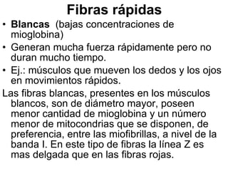 Fibras rápidas Blancas   (bajas concentraciones de mioglobina) Generan mucha fuerza rápidamente pero no duran mucho tiempo.  Ej.: músculos que mueven los dedos y los ojos en movimientos rápidos. Las fibras blancas, presentes en los músculos blancos, son de diámetro mayor, poseen menor cantidad de mioglobina y un número menor de mitocondrias que se disponen, de preferencia, entre las miofibrillas, a nivel de la banda I. En este tipo de fibras la línea Z es mas delgada que en las fibras rojas.  