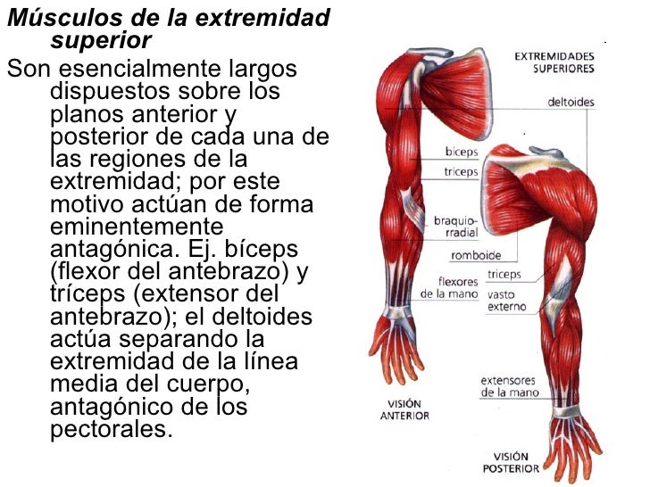 Plan para definir musculos