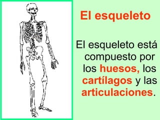 El esqueleto El esqueleto está compuesto por los  huesos,  los  cartílagos  y las   articulaciones .   