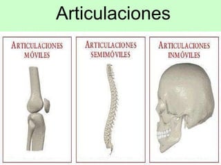Articulaciones 