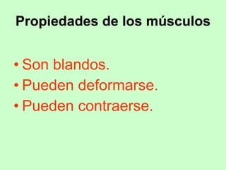 Propiedades de los músculos Son blandos.  Pueden deformarse.  Pueden contraerse.  