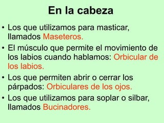 En la cabeza   Los que utilizamos para masticar, llamados  Maseteros.   El músculo que permite el movimiento de los labios cuando hablamos:  Orbicular de los labios.  Los que permiten abrir o cerrar los párpados:  Orbiculares de los ojos.   Los que utilizamos para soplar o silbar, llamados  Bucinadores.  