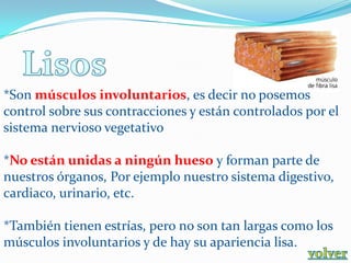 *Son músculos involuntarios, es decir no posemos
control sobre sus contracciones y están controlados por el
sistema nervioso vegetativo

*No están unidas a ningún hueso y forman parte de
nuestros órganos, Por ejemplo nuestro sistema digestivo,
cardiaco, urinario, etc.

*También tienen estrías, pero no son tan largas como los
músculos involuntarios y de hay su apariencia lisa.
 