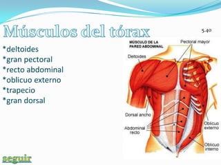 5.40


*deltoides
*gran pectoral
*recto abdominal
*oblicuo externo
*trapecio
*gran dorsal
 