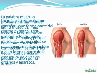 La palabra músculo
Un músculo es un órgano
proviene del diminutivo
contráctil que forma parte del
latino musculus, mus
cuerpo y la terminación
(ratón) humano. Está
conformado por tejido
diminutiva -culus, porque
muscular, los músculos se
en el momento de la
relacionan con el esqueleto
contracción, los romanos
o bien forman parte de la
decían que parecía un
estructura de diversos
pequeño ratón por la
órganos y aparatos.
forma.
 