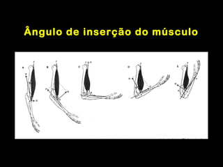 Ângulo de inserção do músculo
 