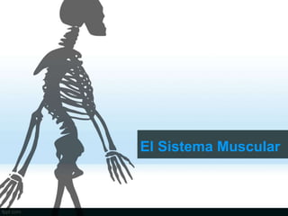 El Sistema Muscular
 