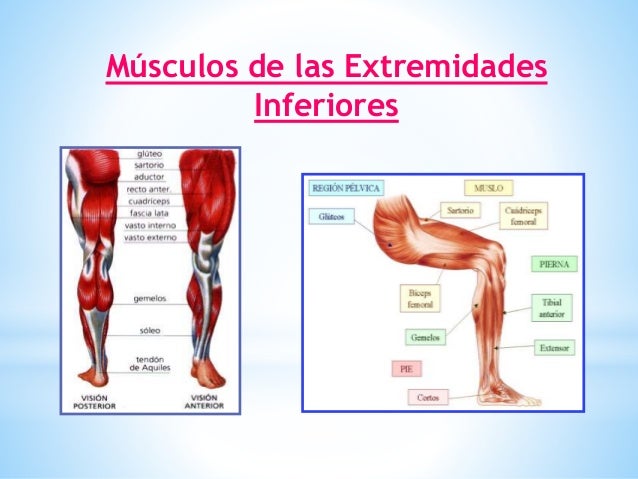 Musculos