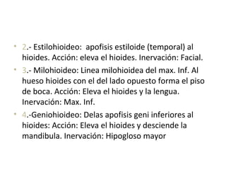 • 2.- Estilohioideo: apofisis estiloide (temporal) al
hioides. Acción: eleva el hioides. Inervación: Facial.
• 3.- Milohioideo: Linea milohioidea del max. Inf. Al
hueso hioides con el del lado opuesto forma el piso
de boca. Acción: Eleva el hioides y la lengua.
Inervación: Max. Inf.
• 4.-Geniohioideo: Delas apofisis geni inferiores al
hioides: Acción: Eleva el hioides y desciende la
mandibula. Inervación: Hipogloso mayor
 