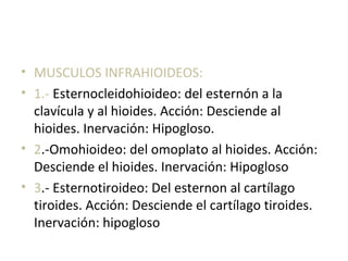 • MUSCULOS INFRAHIOIDEOS:
• 1.- Esternocleidohioideo: del esternón a la
clavícula y al hioides. Acción: Desciende al
hioides. Inervación: Hipogloso.
• 2.-Omohioideo: del omoplato al hioides. Acción:
Desciende el hioides. Inervación: Hipogloso
• 3.- Esternotiroideo: Del esternon al cartílago
tiroides. Acción: Desciende el cartílago tiroides.
Inervación: hipogloso
 