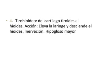• 4.- Tirohioideo: del cartílago tiroides al
hioides. Acción: Eleva la laringe y desciende el
hioides. Inervación: Hipogloso mayor
 