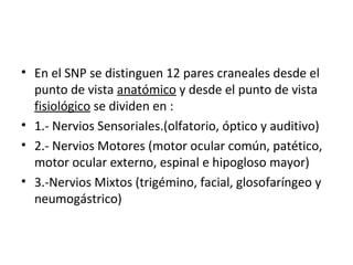 • En el SNP se distinguen 12 pares craneales desde el
punto de vista anatómico y desde el punto de vista
fisiológico se dividen en :
• 1.- Nervios Sensoriales.(olfatorio, óptico y auditivo)
• 2.- Nervios Motores (motor ocular común, patético,
motor ocular externo, espinal e hipogloso mayor)
• 3.-Nervios Mixtos (trigémino, facial, glosofaríngeo y
neumogástrico)
 