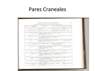 Pares Craneales
 