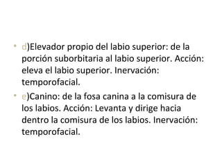 • d)Elevador propio del labio superior: de la
porción suborbitaria al labio superior. Acción:
eleva el labio superior. Inervación:
temporofacial.
• e)Canino: de la fosa canina a la comisura de
los labios. Acción: Levanta y dirige hacia
dentro la comisura de los labios. Inervación:
temporofacial.
 