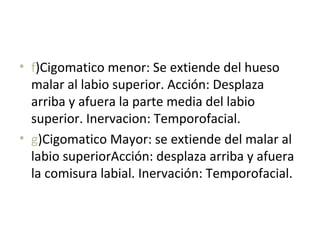 • f)Cigomatico menor: Se extiende del hueso
malar al labio superior. Acción: Desplaza
arriba y afuera la parte media del labio
superior. Inervacion: Temporofacial.
• g)Cigomatico Mayor: se extiende del malar al
labio superiorAcción: desplaza arriba y afuera
la comisura labial. Inervación: Temporofacial.
 