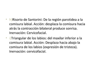 • h)Risorio de Santorini: De la región parotidea a la
comisura labial. Acción: desplaza la comisura hacia
atrás la contracción bilateral produce sonrisa.
Inervación: Cervicofacial.
• i)Triangular de los labios: del maxilar inferior a la
comisura labial. Acción: Desplaza hacia abajo la
comisura de los labios (expresión de tristeza).
Inervación: cervicofacial.
 