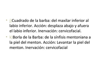 • j)Cuadrado de la barba: del maxilar inferior al
labio inferior. Acción: desplaza abajo y afuera
el labio inferior. Inervación: cervicofacial.
• k)Borla de la Barba: de la sínfisis mentoniana a
la piel del menton. Acción: Levantar la piel del
menton. Inervación: cervicofacial
 