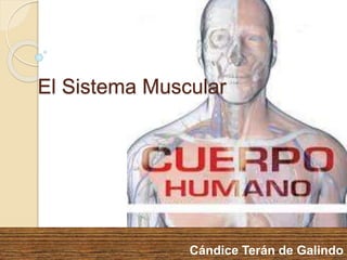 El Sistema Muscular
Cándice Terán de Galindo
 
