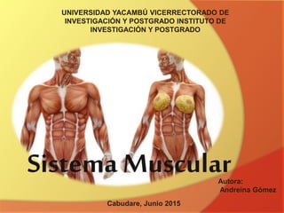 UNIVERSIDAD YACAMBÚ VICERRECTORADO DE
INVESTIGACIÓN Y POSTGRADO INSTITUTO DE
INVESTIGACIÓN Y POSTGRADO
Autora:
Andreina Gómez
Cabudare, Junio 2015
Sistema Muscular
 