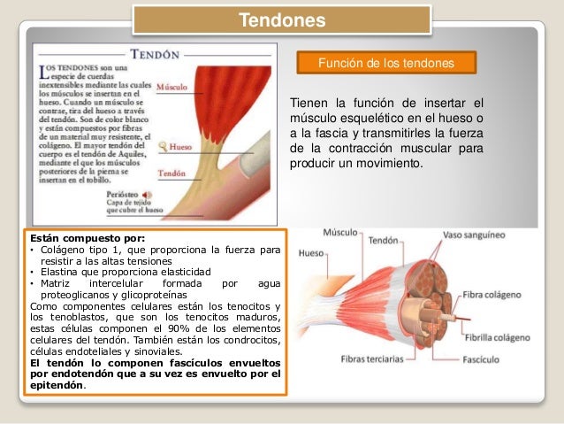 Musculos