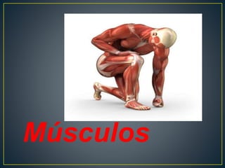 Músculos
 