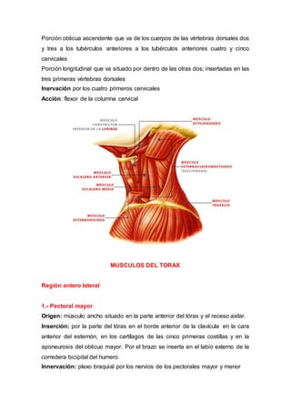 Porción oblicua ascendente que va de los cuerpos de las vértebras dorsales dos
y tres a los tubérculos anteriores a los tubérculos anteriores cuatro y cinco
cervicales
Porción longitudinal que va situado por dentro de las otras dos; insertadas en las
tres primeras vértebras dorsales
Inervación por los cuatro primeros cervicales
Acción: flexor de la columna cervical
MUSCULOS DEL TORAX
Región antero lateral
1.- Pectoral mayor
Origen: músculo ancho situado en la parte anterior del tórax y el receso axilar.
Inserción: por la parte del tórax en el borde anterior de la clavícula en la cara
anterior del esternón, en los cartílagos de las cinco primeras costillas y en la
aponeurosis del oblicuo mayor. Por el brazo se inserta en el labio externo de la
corredera bicipital del humero
Innervación: plexo braquial por los nervios de los pectorales mayor y menor
 