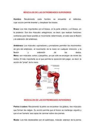 MÚSCULOS DE LAS EXTREMIDADES SUPERIORES
Hombro: Recubriendo cada hombro se encuentra el deltoides,
cuya acción permite levantar y desplazar los brazos.
Brazo: Los más importantes son el bíceps, en la parte anterior, y el tríceps, en
la posterior. Son dos músculos antagónicos, es decir, que realizan funciones
contrarias para hacer posible un movimiento determinado, en este caso la flexión
y la extensión del antebrazo.
Antebrazo: Los músculos supinadores y pronadores permiten los movimientos
de giro del antebrazo, el movimiento de la mano en cualquier dirección, y la
flexión y extensión de los dedos.
Mano: son músculos cortos y pequeños, ya que sólo se encargan de mover los
dedos. El más importante es el que permite la oposición del pulgar, es decir, la
acción de "pinza" de la mano.
MÚSCULOS DE LAS EXTREMIDADES INFERIORES
Pelvis o cadera: Recubriendo la pelvis se encuentran los glúteos, tres músculos
que forman las nalgas. Su acción permite que el tronco se mantenga erguido y
que el ser humano sea capaz de caminar sobre dos piernas.
Muslo: Los más destacables son el cuádriceps, músculo extensor de la pierna;
 