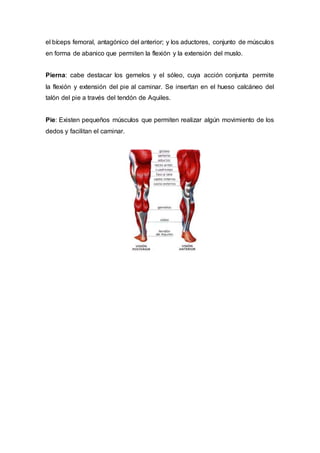 el bíceps femoral, antagónico del anterior; y los aductores, conjunto de músculos
en forma de abanico que permiten la flexión y la extensión del muslo.
Pierna: cabe destacar los gemelos y el sóleo, cuya acción conjunta permite
la flexión y extensión del pie al caminar. Se insertan en el hueso calcáneo del
talón del pie a través del tendón de Aquiles.
Pie: Existen pequeños músculos que permiten realizar algún movimiento de los
dedos y facilitan el caminar.
 