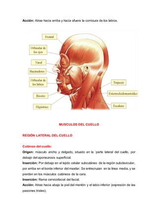 Acción: Atrae hacia arriba y hacia afuera la comisura de los labios.
MUSCULOS DEL CUELLO
REGIÓN LATERAL DEL CUELLO
Cutáneo del cuello:
Origen: músculo ancho y delgado, situado en la `parte lateral del cuello, por
debajo del aponeurosis superficial.
Inserción: Por debajo en el tejido celular subcutáneo de la región subclavicular,
por arriba en el borde inferior del maxilar. Se entrecruzan en la línea media, y se
pierden en los músculos cutáneos de la cara.
Inserción: Rama cervicofacial del facial.
Acción: Atrae hacia abajo la piel del mentón y el labio inferior (expresión de las
pasiones tristes).
 