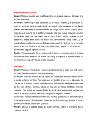 Esternocleidomastoideo
Origen: Músculo grueso que va oblicuamente de la parte superior del tórax a la
apófisis mastoide.
Inserción: Formado por dos porciones. El fascículo esternal y el clavicular. El
fascículo esternal se desprende de la cara anterior del manubrio por un fuerte
tendón, ensanchándose sucesivamente se dirige hacia arriba y hacia atrás,
hasta la cara externa de la apófisis mastoide y la línea curva occipital superior.
El fascículo clavicular, se inserta en el cuarto interno de la clavícula (borde
posterior); desde este punto se dirige casi verticalmente hacia arriba, y va
insertándose en el borde anterior de la apófisis mastoide y la línea curva occipital
superior; los dos fascículos se confunden al terminar, quedando en la fascia.
Inervación: Espinal y plexo cervical.
Acción: Tomando punto fijo en su inserción inferior, el músculo dobla la cabeza
sobre la columna vertebral, la inclina hacia si y le imprime al mismo tiempo un
movimiento de rotación (hacia el lado opuesto).
Escaleno:
Origen: Músculos triangulares situados profundamente a cada lado del cuello;
son tres: Escaleno anterior, medio y posterior.
Inserción: Músculo anterior en los tubérculos anteriores desde la tercera hasta
la sexta vértebra cervical. Por abajo por un tendón único en el tubérculo de
Lisfranc de la primera costilla; Músculo medio: Arriba en los tubérculos anteriores
de las seis últimas cervical, abajo en las dos primeras costillas; músculo
posterior: Por arriba se inserta desde los tubérculos posteriores transversos
desde la tercera a la sexta cervical y abajo en la segunda costilla.
Inervación: Ramas anteriores del tercero, cuarto y quinto nervios cervicales para
el escaleno anterior. Ramas anteriores de los nervios cervicales, tercera y cuarta,
para los escalenos posteriores y medio.
Acción: Elevan la costilla desde la región cervical. Inclina o mantiene fija la
columna cervical.
 