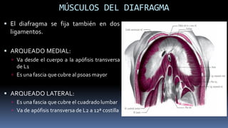 M sculos Anatom a Del T rax Y Sus Partes PDF m-sculos-anatom-a-del-t-rax-y-sus-partes-pdf