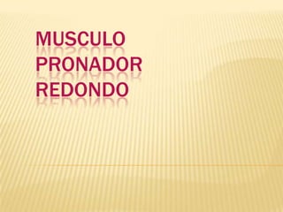 MUSCULO
PRONADOR
REDONDO
 