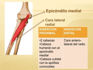 Epicóndilo medial

    Cara lateral
    radial
INSERCION        INSERCION
PROXIMAL         DISTAL

•2 cabezas      Cara antero-
•Cabeza         lateral del radio
humeral con el
epicóndilo
medial
•Cabeza cubital
con la apófisis
coronoides
 