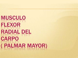 MUSCULO
FLEXOR
RADIAL DEL
CARPO
( PALMAR MAYOR)
 