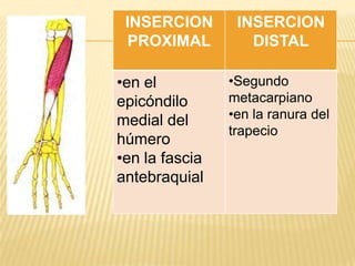 INSERCION       INSERCION
 PROXIMAL          DISTAL

•en el          •Segundo
epicóndilo      metacarpiano
medial del      •en la ranura del
                trapecio
húmero
•en la fascia
antebraquial
 
