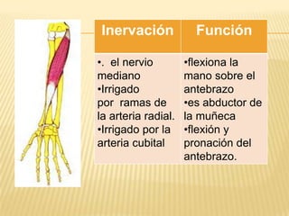 Inervación             Función

•. el nervio         •flexiona la
mediano              mano sobre el
•Irrigado            antebrazo
por ramas de         •es abductor de
la arteria radial.   la muñeca
•Irrigado por la     •flexión y
arteria cubital      pronación del
                     antebrazo.
 