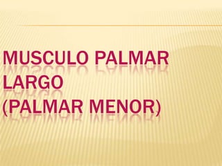 MUSCULO PALMAR
LARGO
(PALMAR MENOR)
 