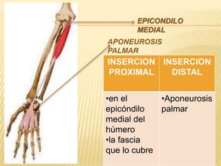 EPICONDILO
       MEDIAL
APONEUROSIS
PALMAR
INSERCION INSERCION
 PROXIMAL   DISTAL


•en el       •Aponeurosis
epicóndilo   palmar
medial del
húmero
•la fascia
que lo cubre
 