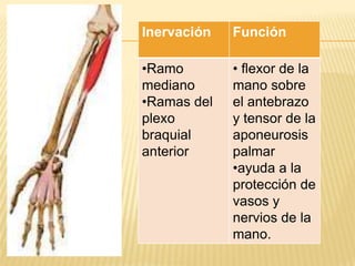 Inervación   Función

•Ramo        • flexor de la
mediano      mano sobre
•Ramas del   el antebrazo
plexo        y tensor de la
braquial     aponeurosis
anterior     palmar
             •ayuda a la
             protección de
             vasos y
             nervios de la
             mano.
 