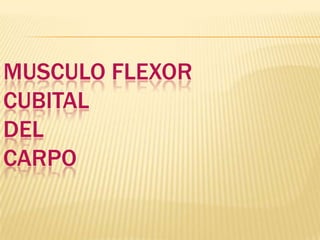 MUSCULO FLEXOR
CUBITAL
DEL
CARPO
 