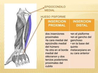 EPIDOCONDILO
  MEDIAL

HUESO PSIFORME
    INSERCION              INSERCION
     PROXIMAL                DISTAL

  dos inserciones        •en el pisiforme
  proximales             •en el gancho del
  •la cara medial del    ganchoso
  epicóndilo medial      • en la base del
  del húmero             quinto
  •la otra en el borde   metacarpiano en
  medial del             su cara anterior
  olécranon y dos
  tercios posteriores
  proximales del
  cubito
 